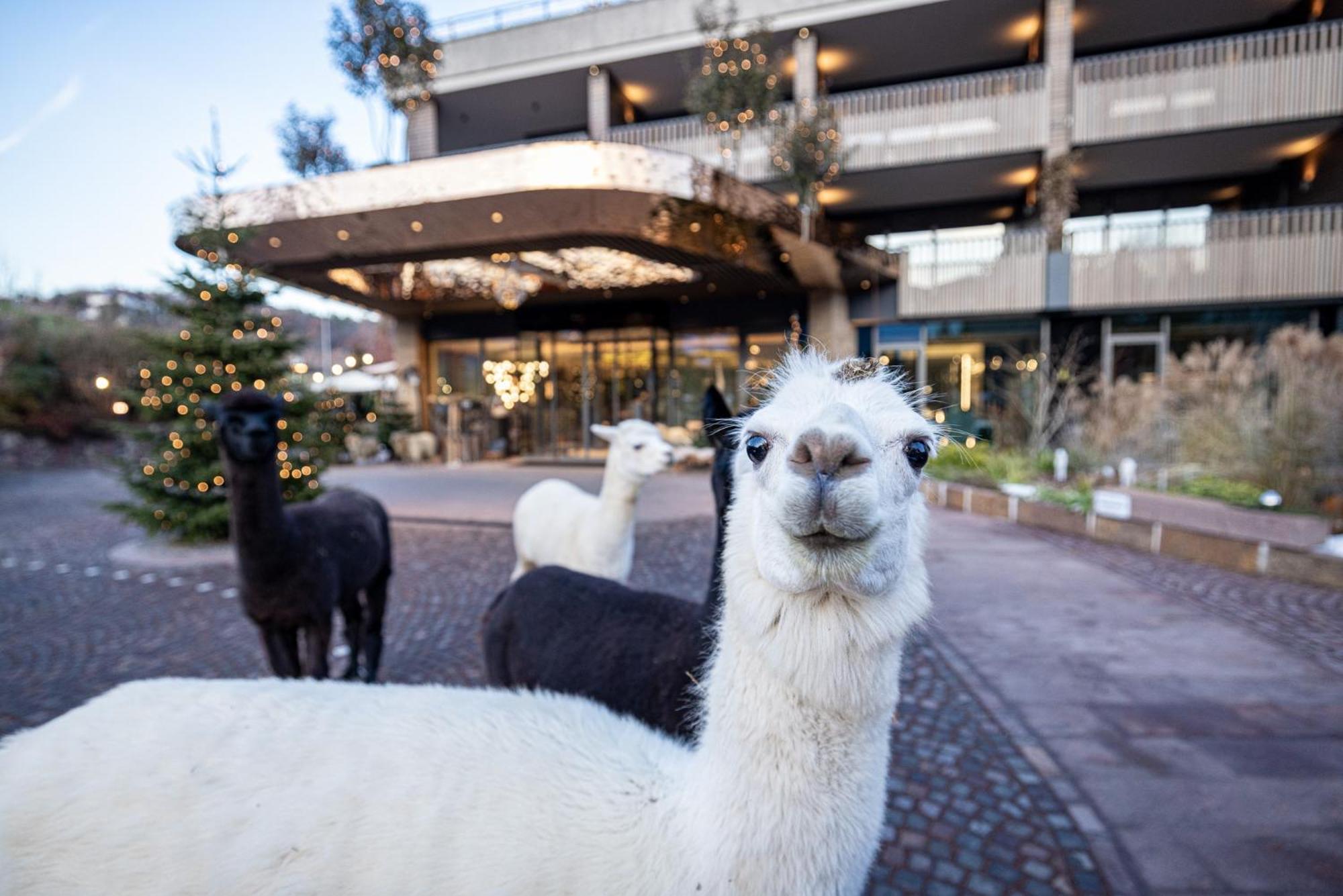 Gartenhotel Moser อัปเปียโน ซุลลา สตราดา เดล วีโน ภายนอก รูปภาพ